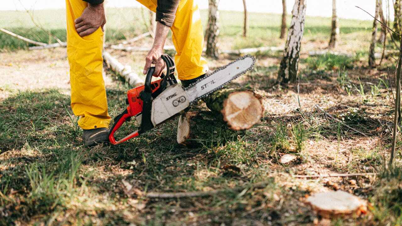 Best Large Tree Removal  in Tower Lakes, IL